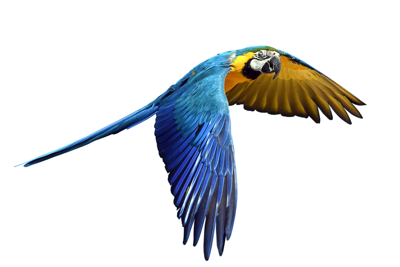 Parrot